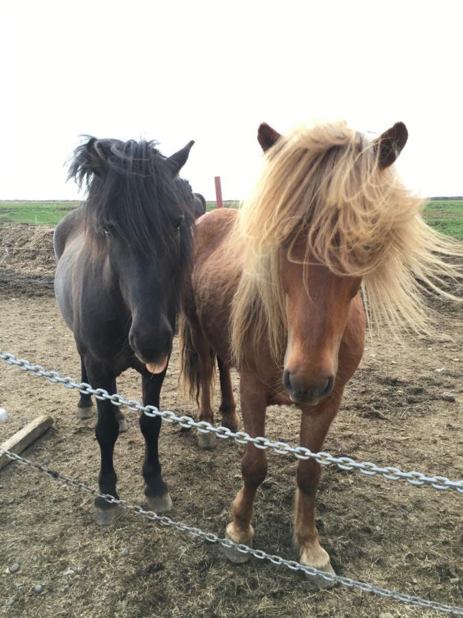 Alftartunga Farm Guesthouse ボルガルネース エクステリア 写真